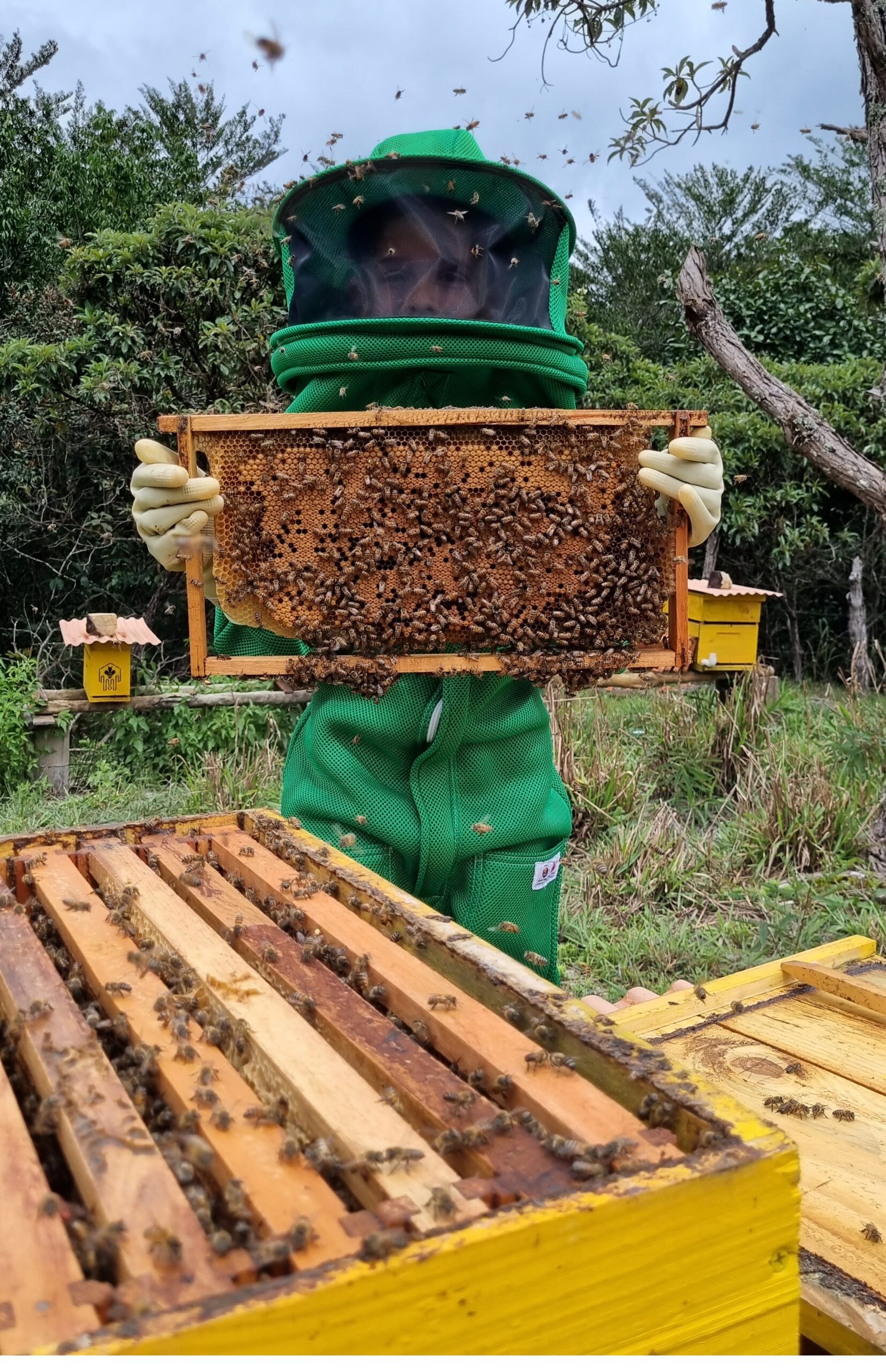 Quantas colmeias ter para começar na apicultura?